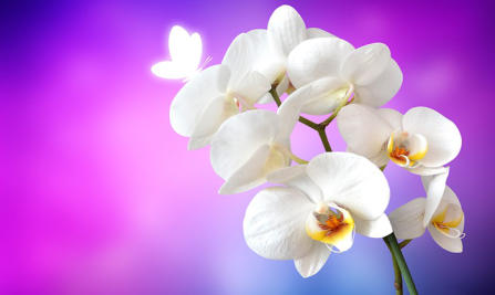 Orchidee